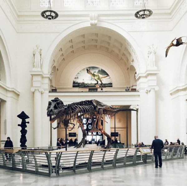 Dinosaur skeleton at Field Museum